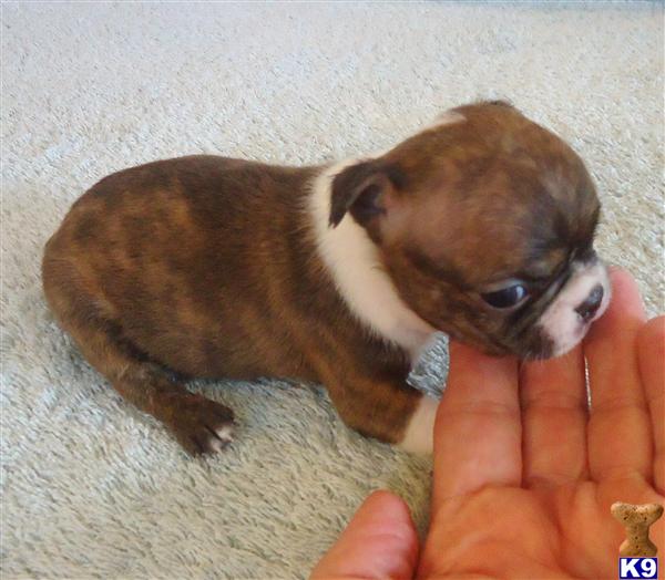 Boston Terrier Puppy for Sale Abby Gorgeous Reverse Brindle Boston 